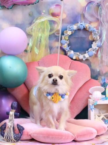 20240810とわくん